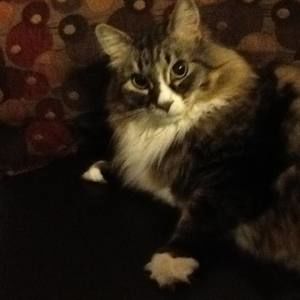 Meet your Posher, Cheryl